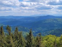 wyspowy (40)